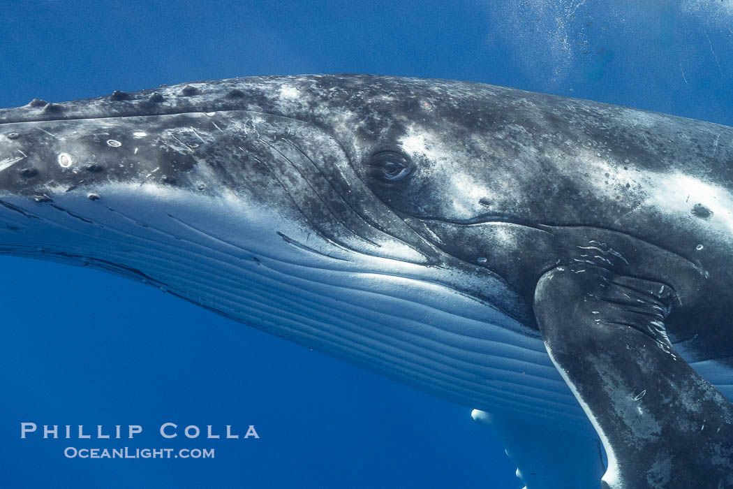 Solitary inquisitive humpback whale underwater near the island of Moorea, French Polynesia., Megaptera novaeangliae, natural history stock photograph, photo id 41399