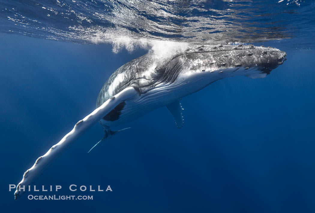 Solitary inquisitive humpback whale underwater near the island of Moorea, French Polynesia., Megaptera novaeangliae, natural history stock photograph, photo id 41345