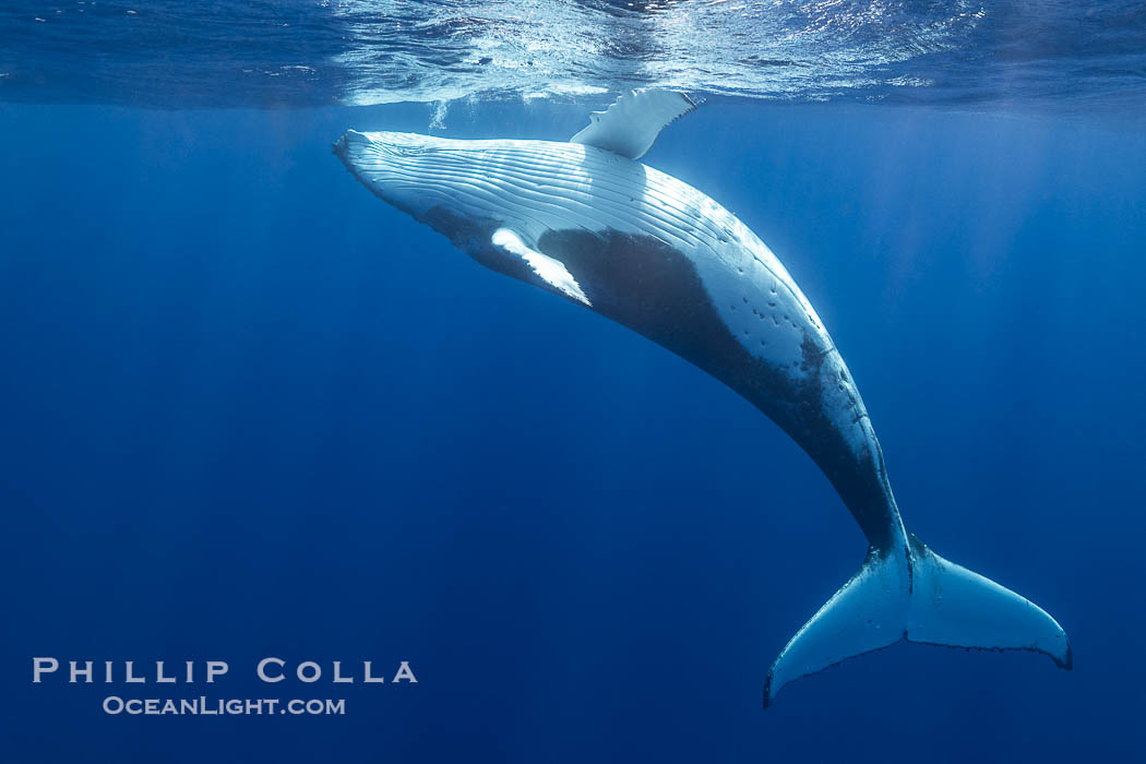 Solitary inquisitive humpback whale underwater near the island of Moorea, French Polynesia., Megaptera novaeangliae, natural history stock photograph, photo id 41369