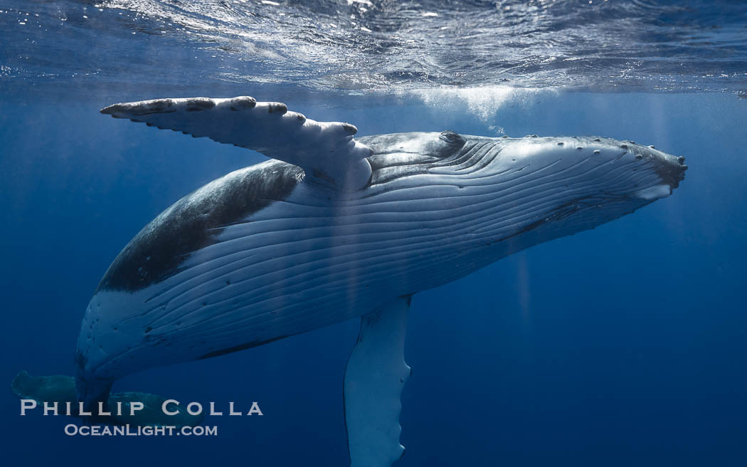 Solitary inquisitive humpback whale underwater near the island of Moorea, French Polynesia., Megaptera novaeangliae, natural history stock photograph, photo id 41373
