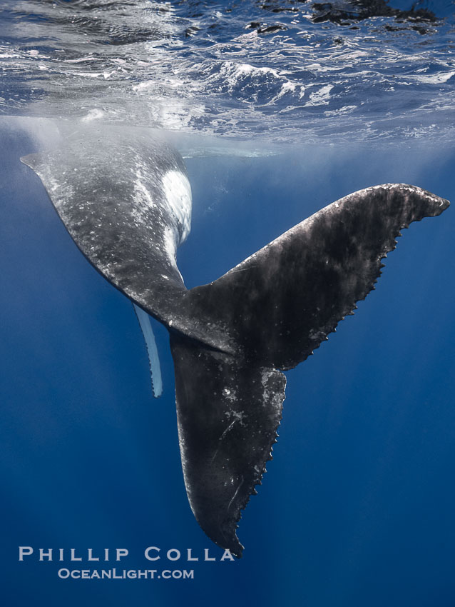 Solitary inquisitive humpback whale underwater near the island of Moorea, French Polynesia., Megaptera novaeangliae, natural history stock photograph, photo id 41377