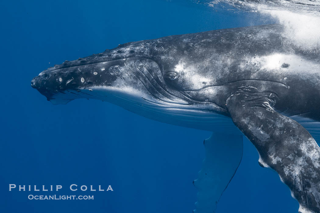 Solitary inquisitive humpback whale underwater near the island of Moorea, French Polynesia., Megaptera novaeangliae, natural history stock photograph, photo id 41381