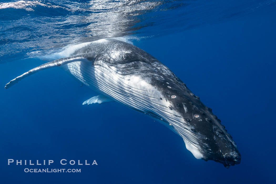 Solitary inquisitive humpback whale underwater near the island of Moorea, French Polynesia., Megaptera novaeangliae, natural history stock photograph, photo id 41393