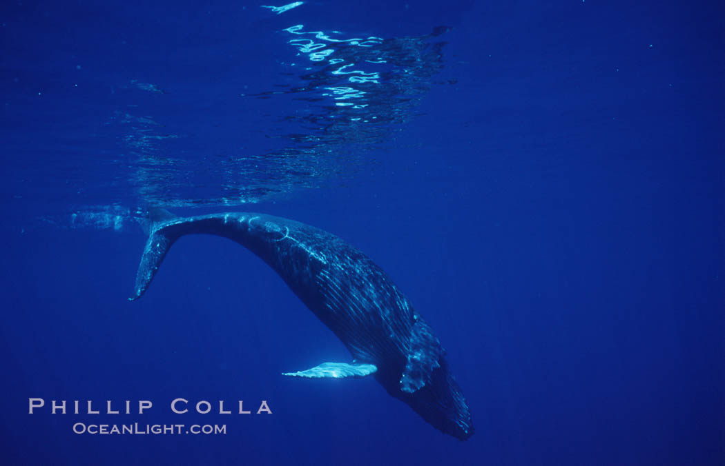 North Pacific humpback whale, calf. Maui, Hawaii, USA, Megaptera novaeangliae, natural history stock photograph, photo id 05966