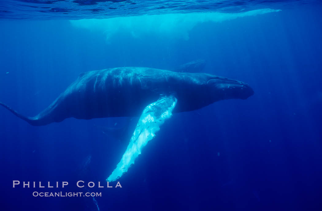 North Pacific humpback whale underwater. Maui, Hawaii, USA, natural history stock photograph, photo id 05996