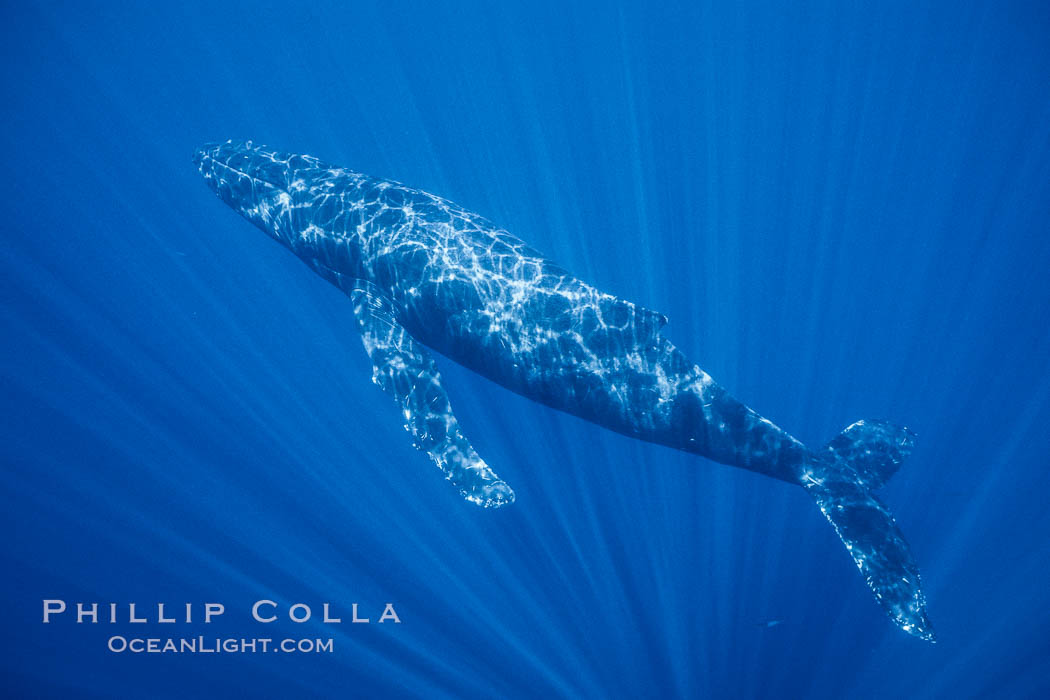 Hawaiian humpback whale underwater, sun beams dappling the whale in clear oceanic waters. Maui, USA, natural history stock photograph, photo id 05945