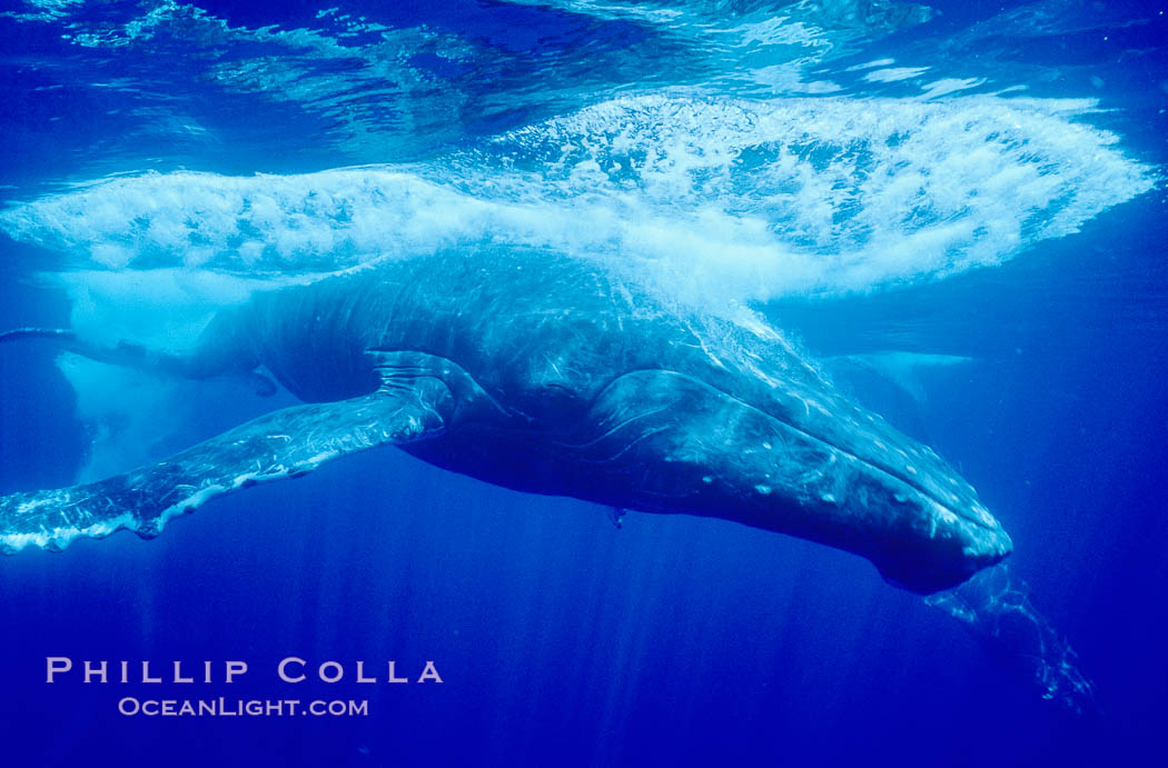 North Pacific humpback whale, escort in competitive group makes fast close pass. Maui, Hawaii, USA, Megaptera novaeangliae, natural history stock photograph, photo id 06057