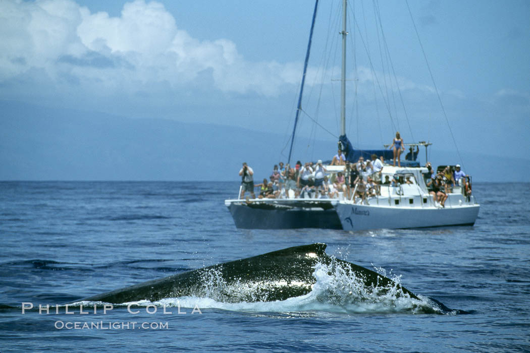 Humpback whale rounding out, whale watching boat. Maui, Hawaii, USA, Megaptera novaeangliae, natural history stock photograph, photo id 04362