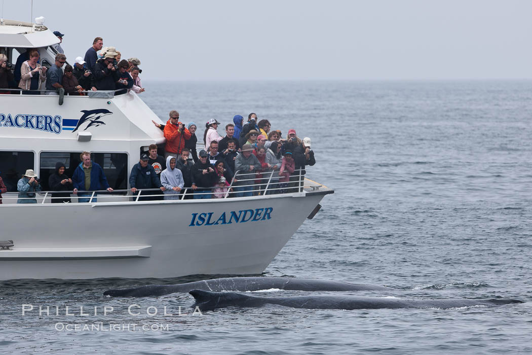 Two humpback whales swim in front of a whale watching boat. Santa Rosa Island, California, USA, Megaptera novaeangliae, natural history stock photograph, photo id 27037