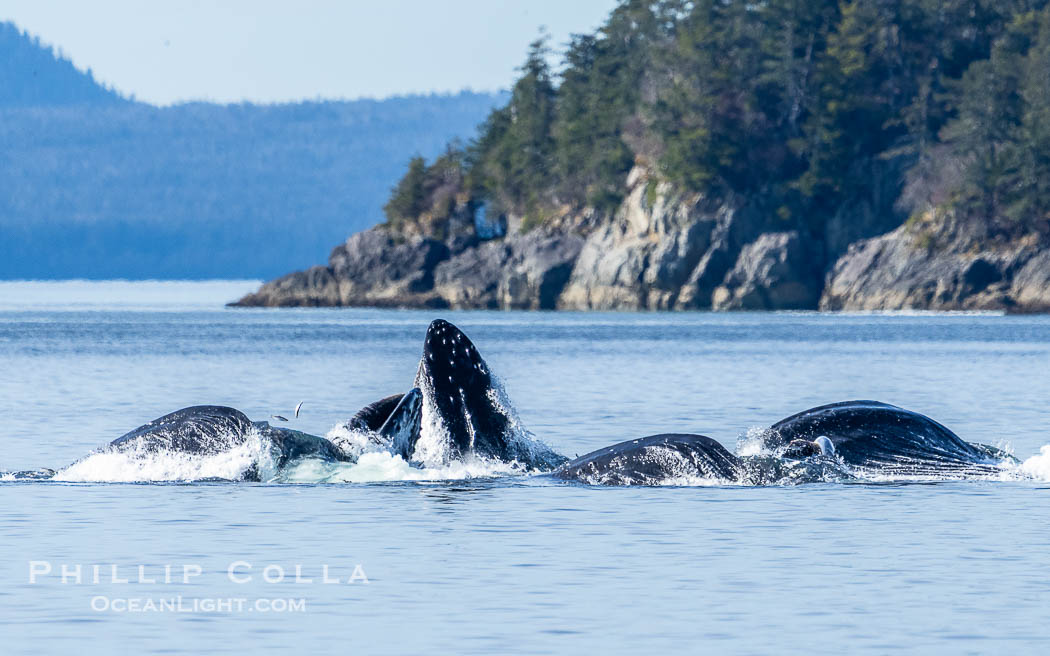 Humpback whales bubblenet feeding in Southeast Alaska. Coordinated bubble-net feeding is a specialized cooperative feeding technique used by humpback whales, where a group of whales works together to trap fish or krill in a net of bubbles then lunge through to feed. Sitka Sound, USA, Megaptera novaeangliae, natural history stock photograph, photo id 40922