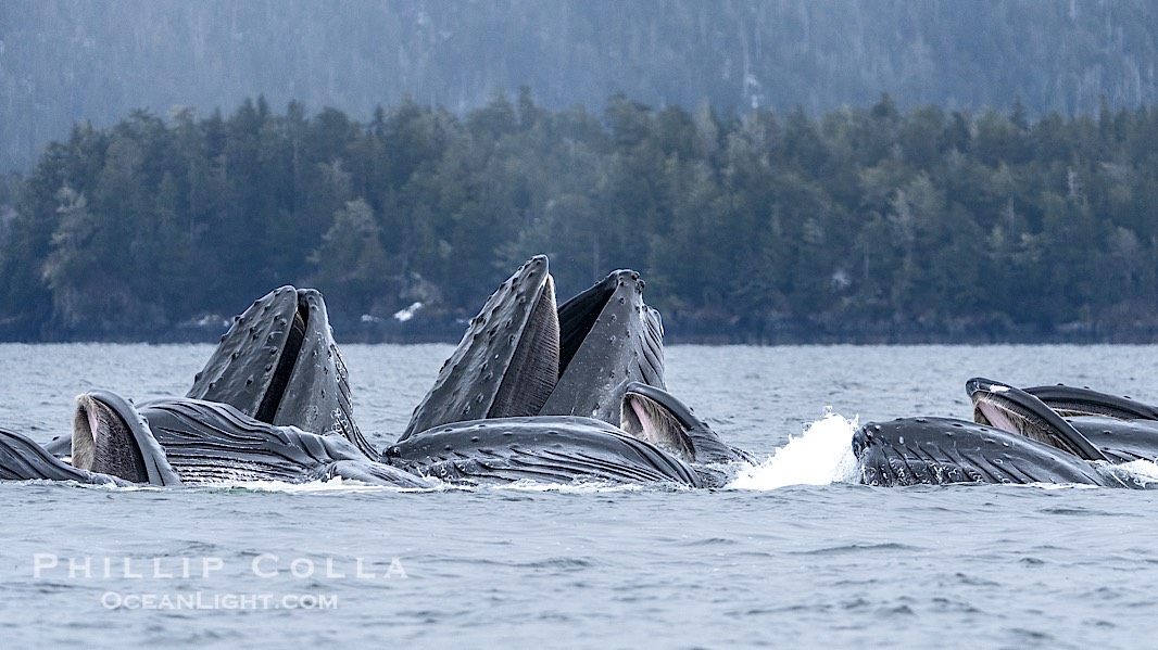Humpback whales surface together during coordinated bubble-net feeding in Southeast Alaska. The whales use bubbles, sound, and movement to corral fish before capturing them in their open mouths., Megaptera novaeangliae, natural history stock photograph, photo id 41606