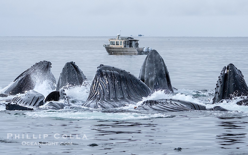 Humpback whales surface together during coordinated bubble-net feeding in Southeast Alaska. The whales use bubbles, sound, and movement to corral fish before capturing them in their open mouths., Megaptera novaeangliae, natural history stock photograph, photo id 41614