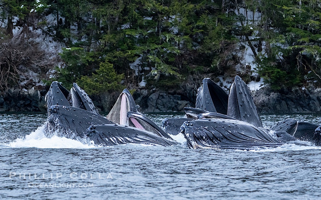 Humpback whales surface together during coordinated bubble-net feeding in Southeast Alaska. The whales use bubbles, sound, and movement to corral fish before capturing them in their open mouths., Megaptera novaeangliae, natural history stock photograph, photo id 41642