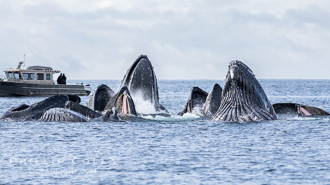 Humpback whales surface together during coordinated bubble-net feeding in Southeast Alaska. The whales use bubbles, sound, and movement to corral fish before capturing them in their open mouths., Megaptera novaeangliae, natural history stock photograph, photo id 41654