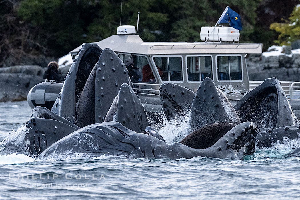 Humpback whales surface together during coordinated bubble-net feeding in Southeast Alaska. The whales use bubbles, sound, and movement to corral fish before capturing them in their open mouths., Megaptera novaeangliae, natural history stock photograph, photo id 41686