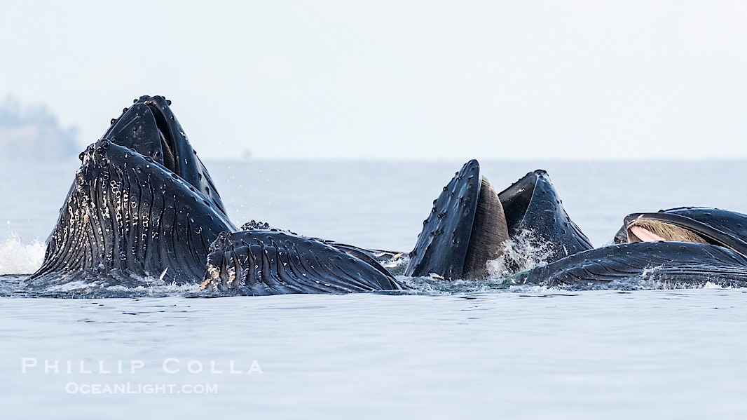 Humpback whales surface together during coordinated bubble-net feeding in Southeast Alaska. The whales use bubbles, sound, and movement to corral fish before capturing them in their open mouths., Megaptera novaeangliae, natural history stock photograph, photo id 41694