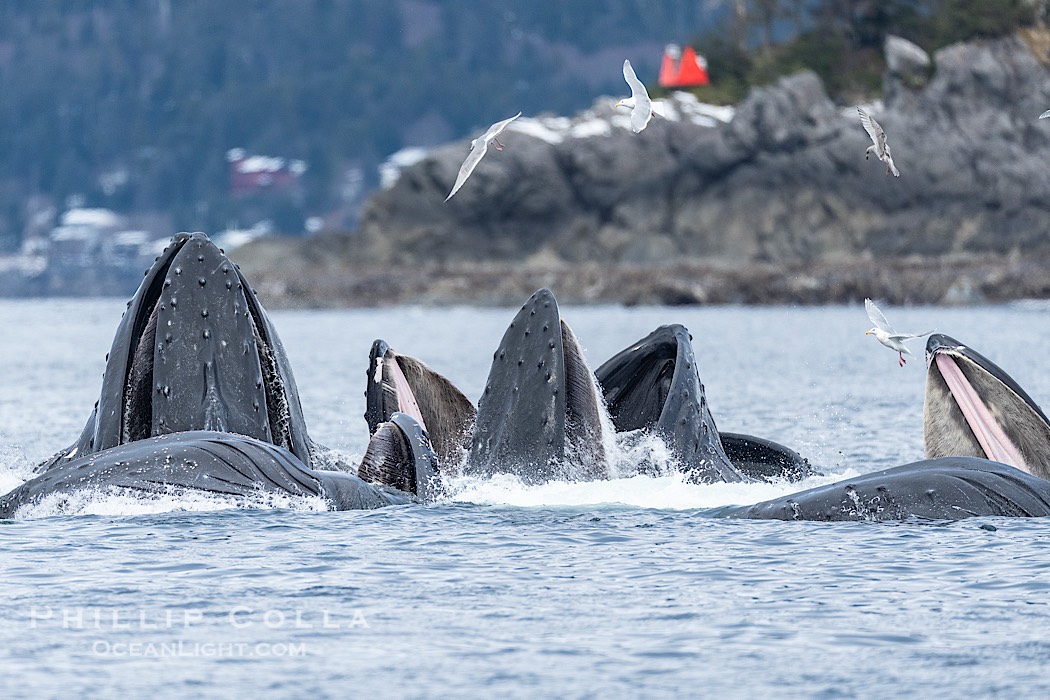 Humpback whales surface together during coordinated bubble-net feeding in Southeast Alaska. The whales use bubbles, sound, and movement to corral fish before capturing them in their open mouths., Megaptera novaeangliae, natural history stock photograph, photo id 41698
