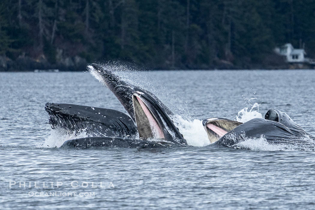 Humpback whales bubblenet feeding in Southeast Alaska. Coordinated bubble-net feeding is a specialized cooperative feeding technique used by humpback whales, where a group of whales works together to trap fish or krill in a net of bubbles then lunge through to feed. Sitka Sound, USA, Megaptera novaeangliae, natural history stock photograph, photo id 40920