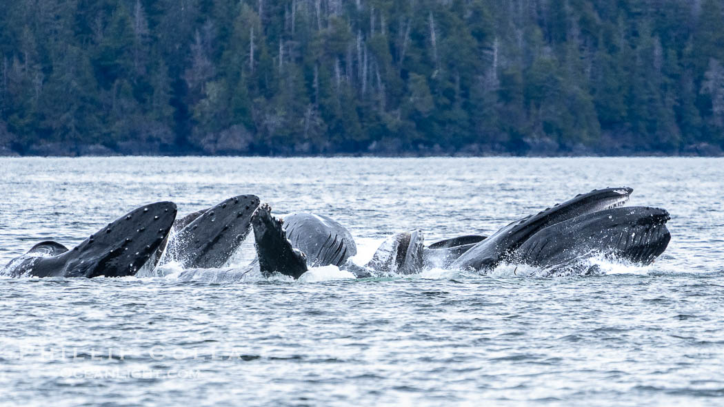 Humpback whales bubblenet feeding in Southeast Alaska. Coordinated bubble-net feeding is a specialized cooperative feeding technique used by humpback whales, where a group of whales works together to trap fish or krill in a net of bubbles then lunge through to feed. Sitka Sound, USA, Megaptera novaeangliae, natural history stock photograph, photo id 40944