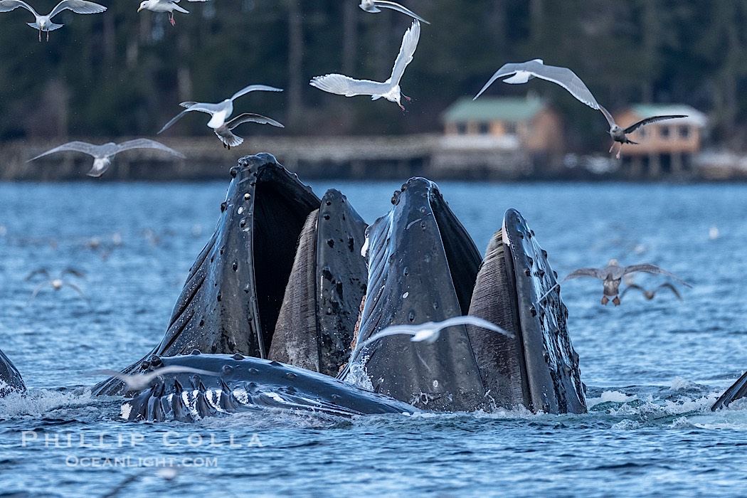 Humpback whales surface together during coordinated bubble-net feeding in Southeast Alaska. The whales use bubbles, sound, and movement to corral fish before capturing them in their open mouths., Megaptera novaeangliae, natural history stock photograph, photo id 41640