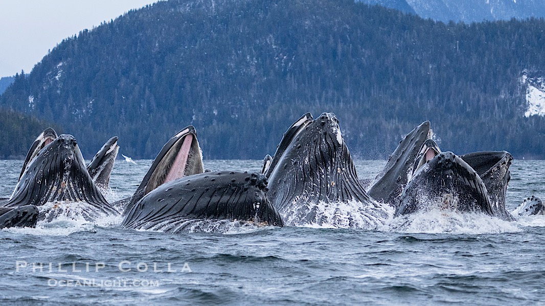 Humpback whales surface together during coordinated bubble-net feeding in Southeast Alaska. The whales use bubbles, sound, and movement to corral fish before capturing them in their open mouths., Megaptera novaeangliae, natural history stock photograph, photo id 41644