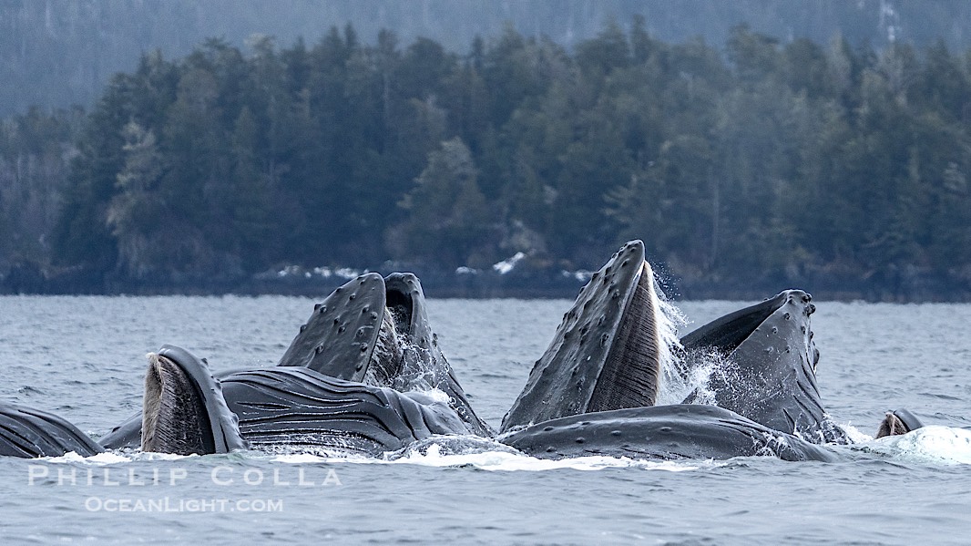 Humpback whales surface together during coordinated bubble-net feeding in Southeast Alaska. The whales use bubbles, sound, and movement to corral fish before capturing them in their open mouths., Megaptera novaeangliae, natural history stock photograph, photo id 41652