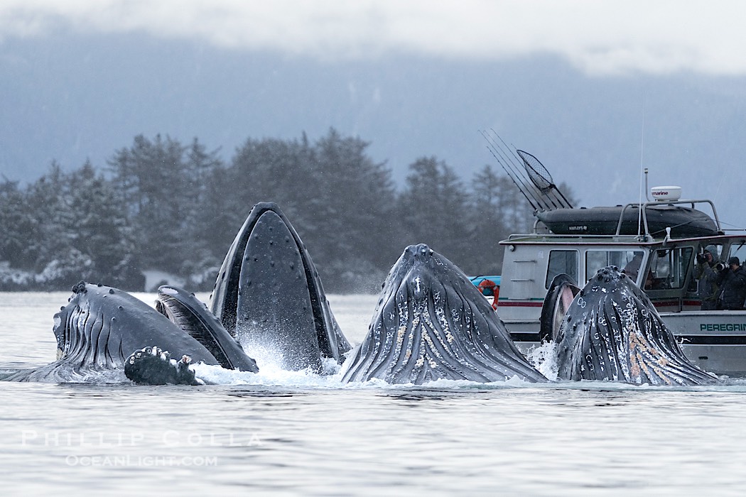 Humpback whales surface together during coordinated bubble-net feeding in Southeast Alaska. The whales use bubbles, sound, and movement to corral fish before capturing them in their open mouths., Megaptera novaeangliae, natural history stock photograph, photo id 41656