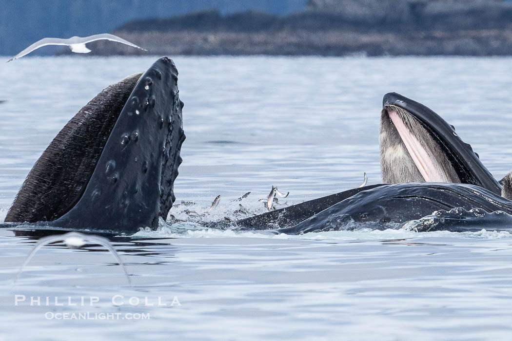 Humpback whales surface together during coordinated bubble-net feeding in Southeast Alaska. The whales use bubbles, sound, and movement to corral fish before capturing them in their open mouths., Megaptera novaeangliae, natural history stock photograph, photo id 41672