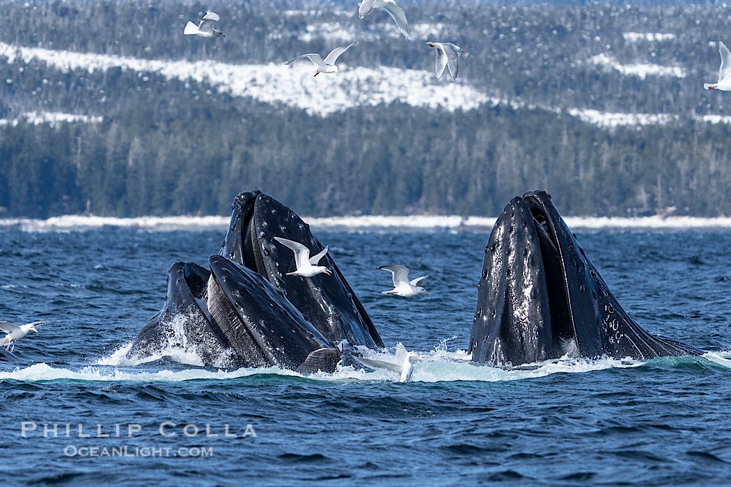 Humpback whales surface together during coordinated bubble-net feeding in Southeast Alaska. The whales use bubbles, sound, and movement to corral fish before capturing them in their open mouths., Megaptera novaeangliae, natural history stock photograph, photo id 41684