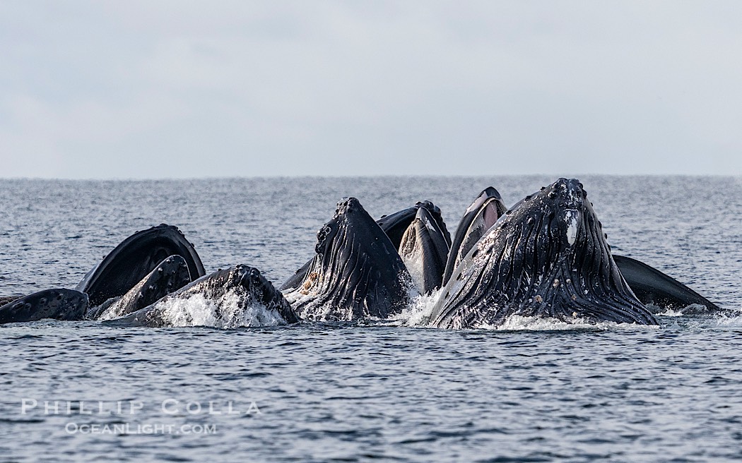 Humpback whales surface together during coordinated bubble-net feeding in Southeast Alaska. The whales use bubbles, sound, and movement to corral fish before capturing them in their open mouths., Megaptera novaeangliae, natural history stock photograph, photo id 41692