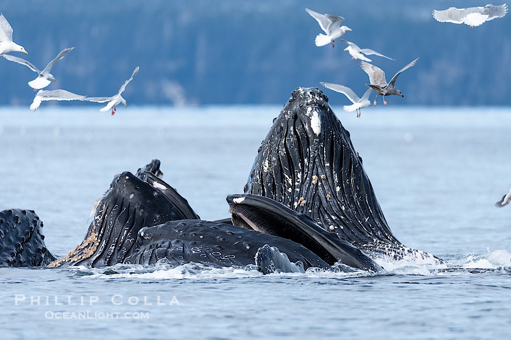 Humpback whales surface together during coordinated bubble-net feeding in Southeast Alaska. The whales use bubbles, sound, and movement to corral fish before capturing them in their open mouths., Megaptera novaeangliae, natural history stock photograph, photo id 41700