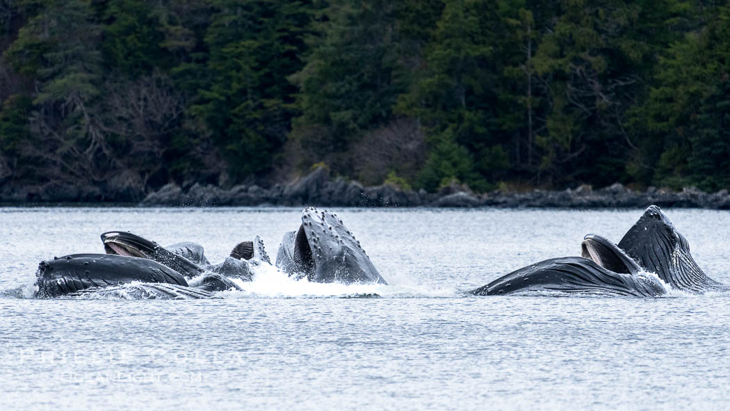 Humpback whales bubblenet feeding in Southeast Alaska. Coordinated bubble-net feeding is a specialized cooperative feeding technique used by humpback whales, where a group of whales works together to trap fish or krill in a net of bubbles then lunge through to feed. Sitka Sound, USA, Megaptera novaeangliae, natural history stock photograph, photo id 40943