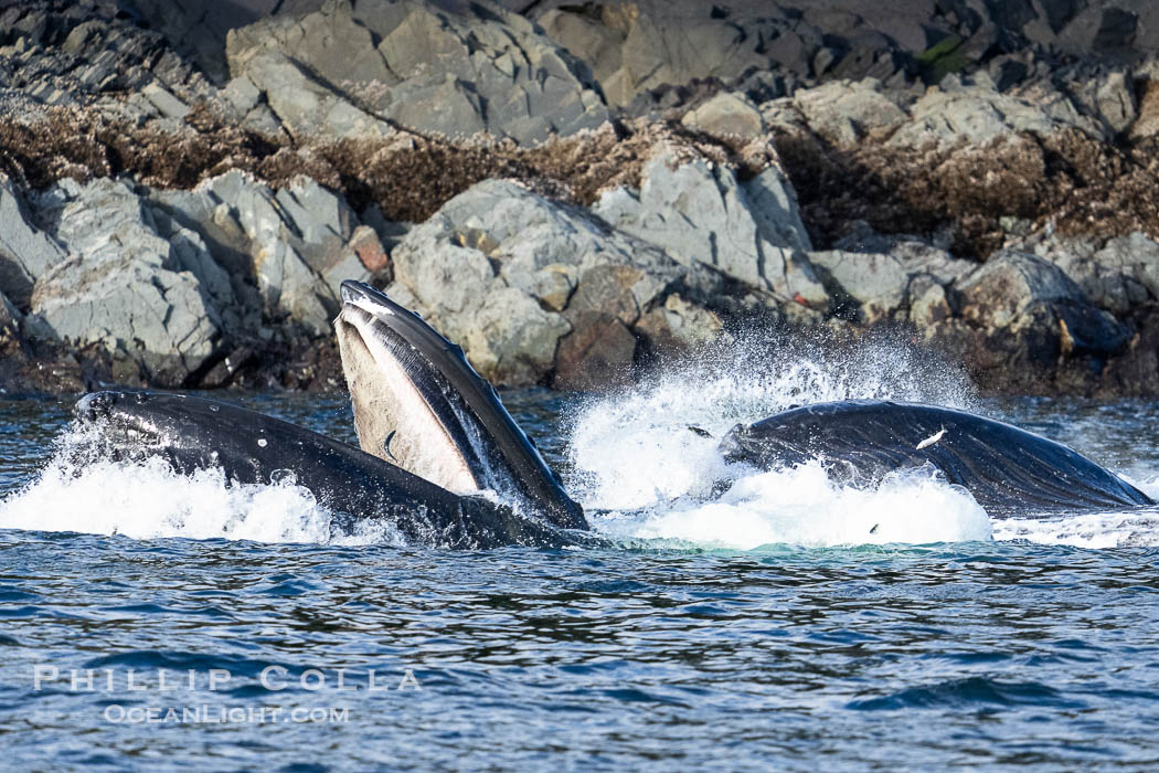 Humpback whales bubblenet feeding in Southeast Alaska. Coordinated bubble-net feeding is a specialized cooperative feeding technique used by humpback whales, where a group of whales works together to trap fish or krill in a net of bubbles then lunge through to feed. Sitka Sound, USA, Megaptera novaeangliae, natural history stock photograph, photo id 40947