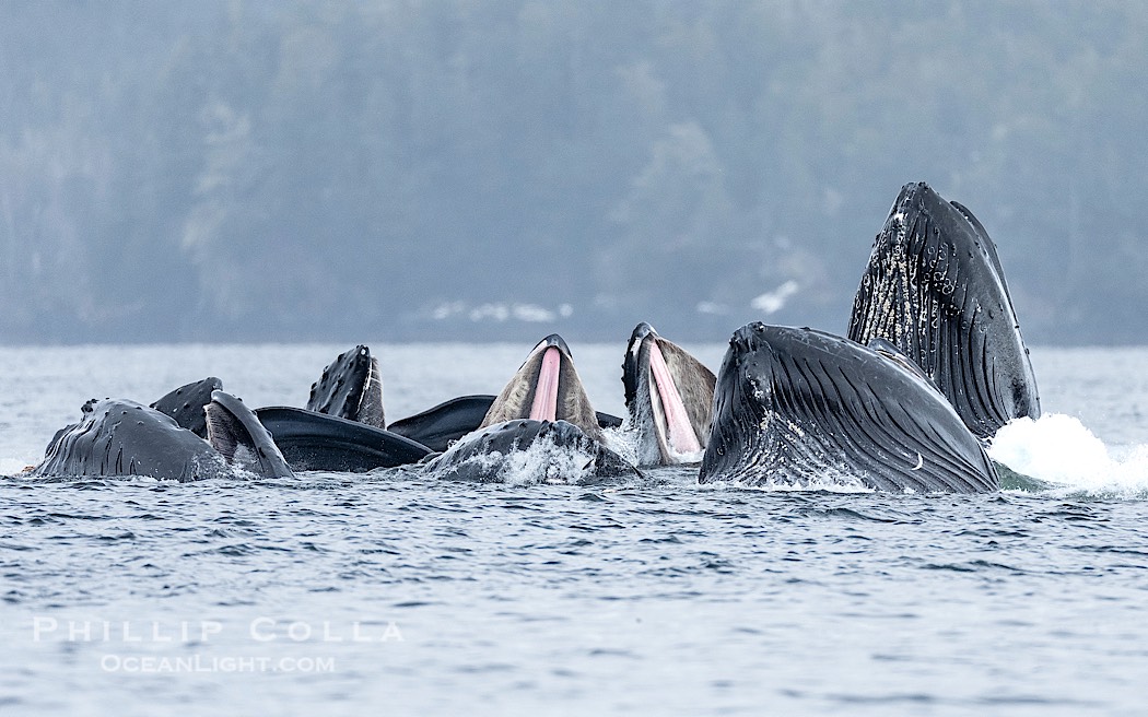 Humpback whales surface together during coordinated bubble-net feeding in Southeast Alaska. The whales use bubbles, sound, and movement to corral fish before capturing them in their open mouths., Megaptera novaeangliae, natural history stock photograph, photo id 41607