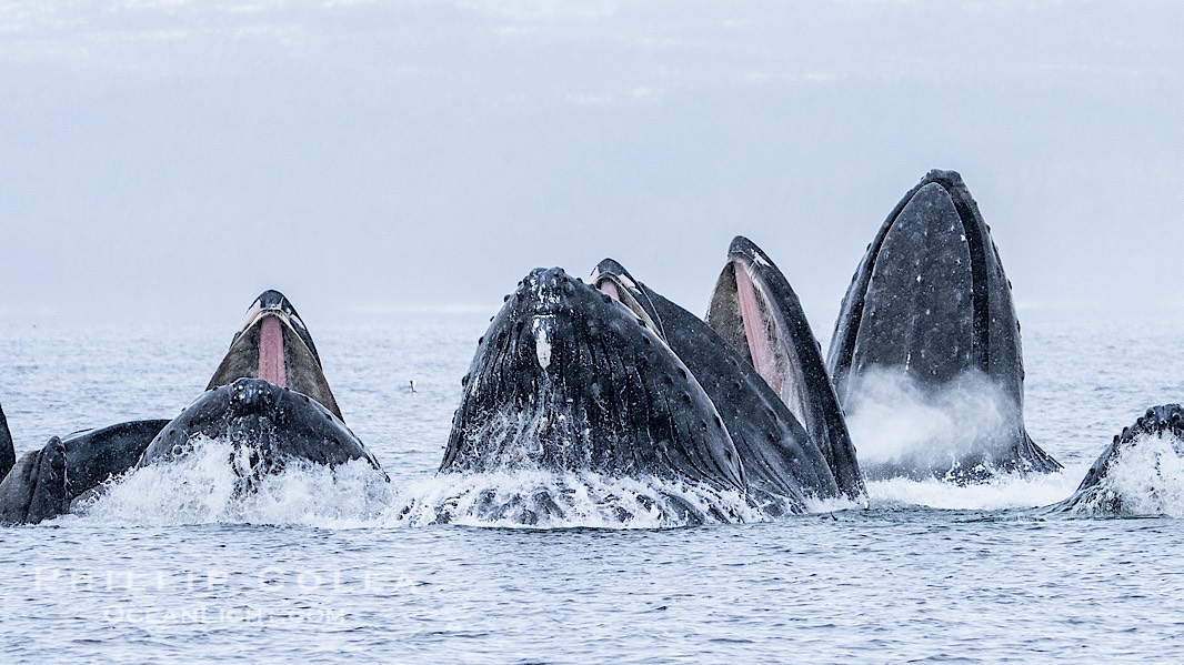 Humpback whales surface together during coordinated bubble-net feeding in Southeast Alaska. The whales use bubbles, sound, and movement to corral fish before capturing them in their open mouths., Megaptera novaeangliae, natural history stock photograph, photo id 41611