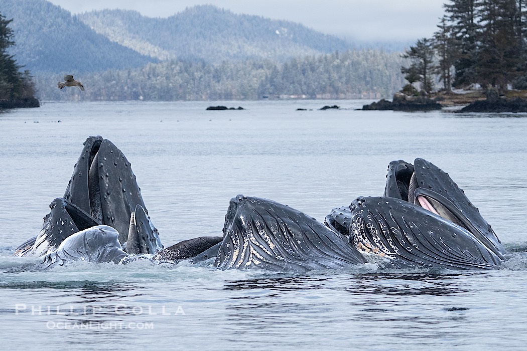 Humpback whales surface together during coordinated bubble-net feeding in Southeast Alaska. The whales use bubbles, sound, and movement to corral fish before capturing them in their open mouths., Megaptera novaeangliae, natural history stock photograph, photo id 41615