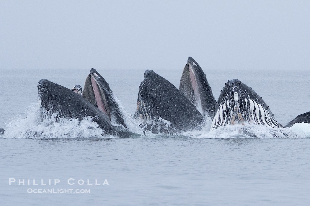 Humpback whales surface together during coordinated bubble-net feeding in Southeast Alaska. The whales use bubbles, sound, and movement to corral fish before capturing them in their open mouths., Megaptera novaeangliae, natural history stock photograph, photo id 41655