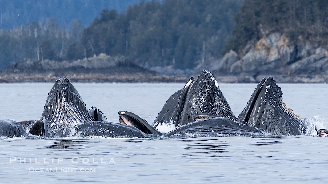 Humpback whales surface together during coordinated bubble-net feeding in Southeast Alaska. The whales use bubbles, sound, and movement to corral fish before capturing them in their open mouths., Megaptera novaeangliae, natural history stock photograph, photo id 41671