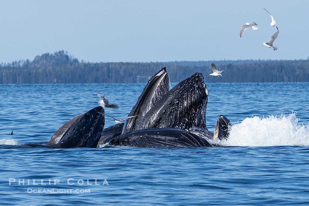 Humpback whales surface together during coordinated bubble-net feeding in Southeast Alaska. The whales use bubbles, sound, and movement to corral fish before capturing them in their open mouths., Megaptera novaeangliae, natural history stock photograph, photo id 41679