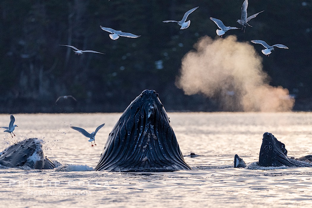 Humpback whales surface together during coordinated bubble-net feeding in Southeast Alaska. The whales use bubbles, sound, and movement to corral fish before capturing them in their open mouths., Megaptera novaeangliae, natural history stock photograph, photo id 41695