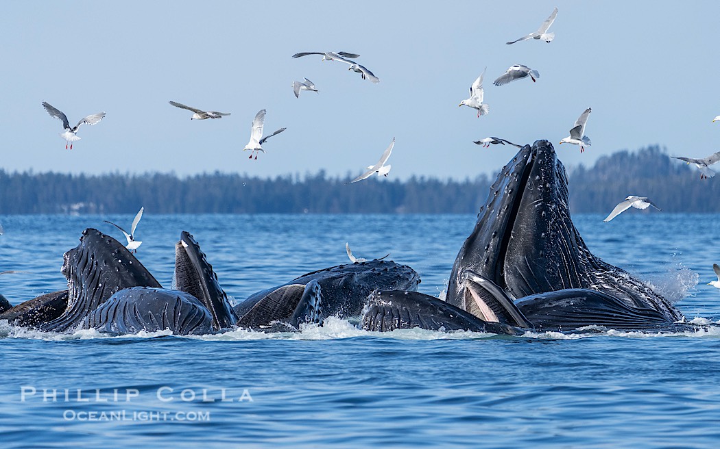 Humpback whales surface together during coordinated bubble-net feeding in Southeast Alaska. The whales use bubbles, sound, and movement to corral fish before capturing them in their open mouths., Megaptera novaeangliae, natural history stock photograph, photo id 41703