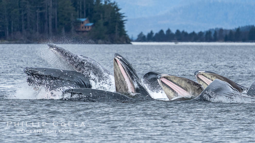 Humpback whales bubblenet feeding in Southeast Alaska. Coordinated bubble-net feeding is a specialized cooperative feeding technique used by humpback whales, where a group of whales works together to trap fish or krill in a net of bubbles then lunge through to feed. Sitka Sound, USA, Megaptera novaeangliae, natural history stock photograph, photo id 40921