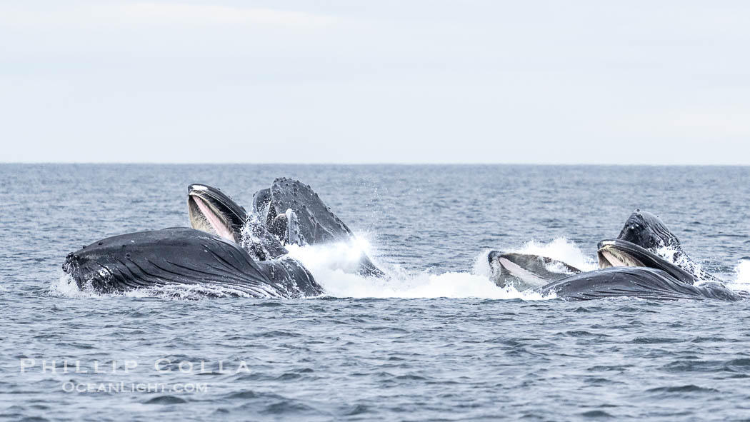 Humpback whales bubblenet feeding in Southeast Alaska. Coordinated bubble-net feeding is a specialized cooperative feeding technique used by humpback whales, where a group of whales works together to trap fish or krill in a net of bubbles then lunge through to feed. Sitka Sound, USA, Megaptera novaeangliae, natural history stock photograph, photo id 40945