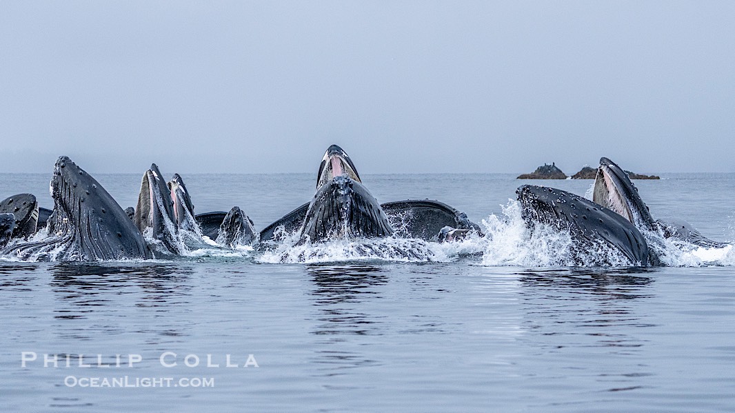 Humpback whales surface together during coordinated bubble-net feeding in Southeast Alaska. The whales use bubbles, sound, and movement to corral fish before capturing them in their open mouths., Megaptera novaeangliae, natural history stock photograph, photo id 41613