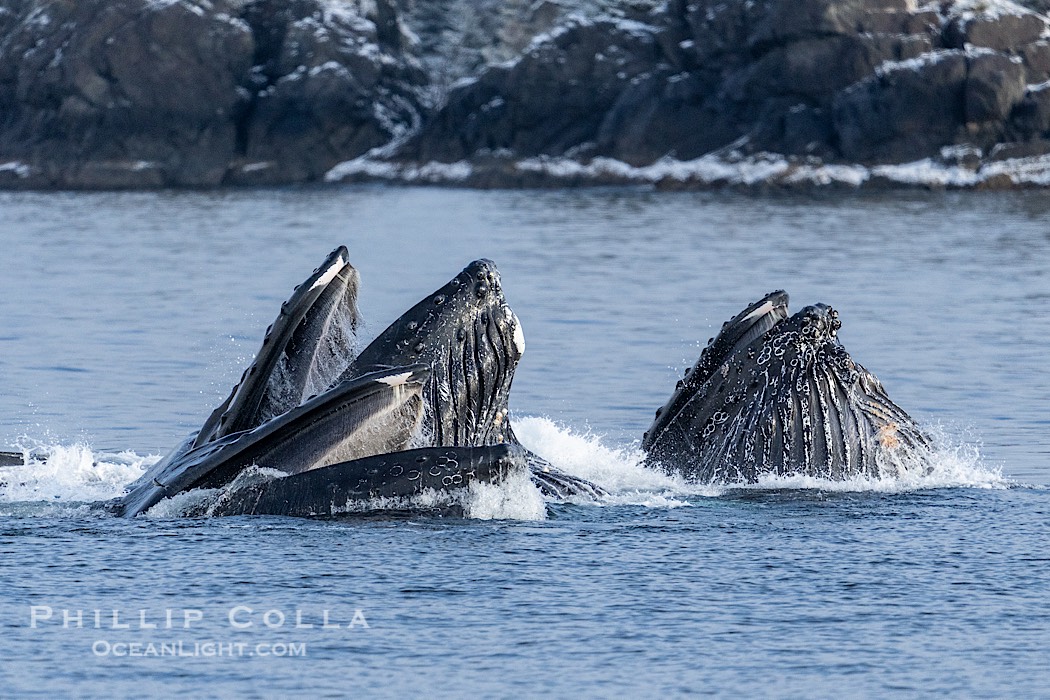 Humpback whales surface together during coordinated bubble-net feeding in Southeast Alaska. The whales use bubbles, sound, and movement to corral fish before capturing them in their open mouths., Megaptera novaeangliae, natural history stock photograph, photo id 41621