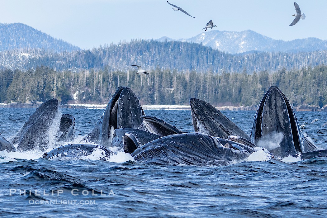 Humpback whales surface together during coordinated bubble-net feeding in Southeast Alaska. The whales use bubbles, sound, and movement to corral fish before capturing them in their open mouths., Megaptera novaeangliae, natural history stock photograph, photo id 41641