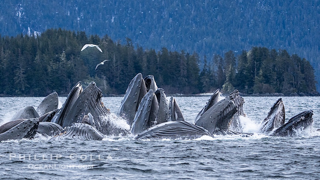 Humpback whales surface together during coordinated bubble-net feeding in Southeast Alaska. The whales use bubbles, sound, and movement to corral fish before capturing them in their open mouths., Megaptera novaeangliae, natural history stock photograph, photo id 41645