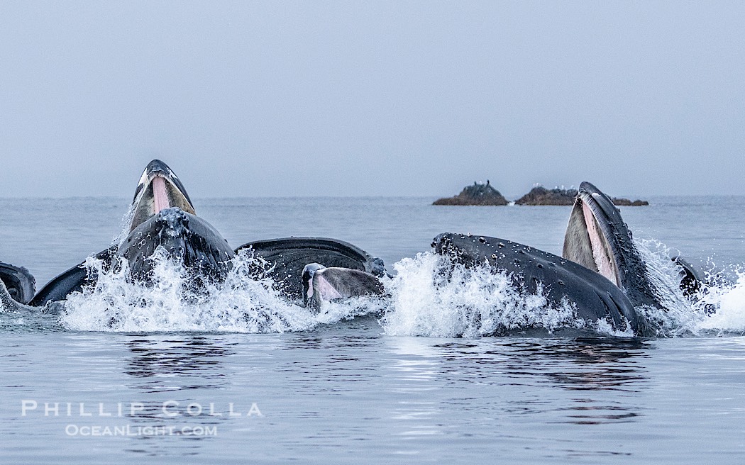 Humpback whales surface together during coordinated bubble-net feeding in Southeast Alaska. The whales use bubbles, sound, and movement to corral fish before capturing them in their open mouths., Megaptera novaeangliae, natural history stock photograph, photo id 41657