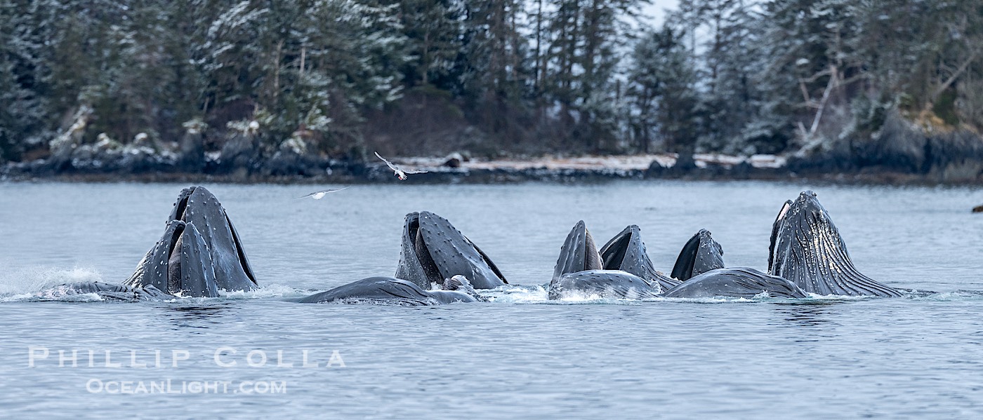 Humpback whales surface together during coordinated bubble-net feeding in Southeast Alaska. The whales use bubbles, sound, and movement to corral fish before capturing them in their open mouths., Megaptera novaeangliae, natural history stock photograph, photo id 41661