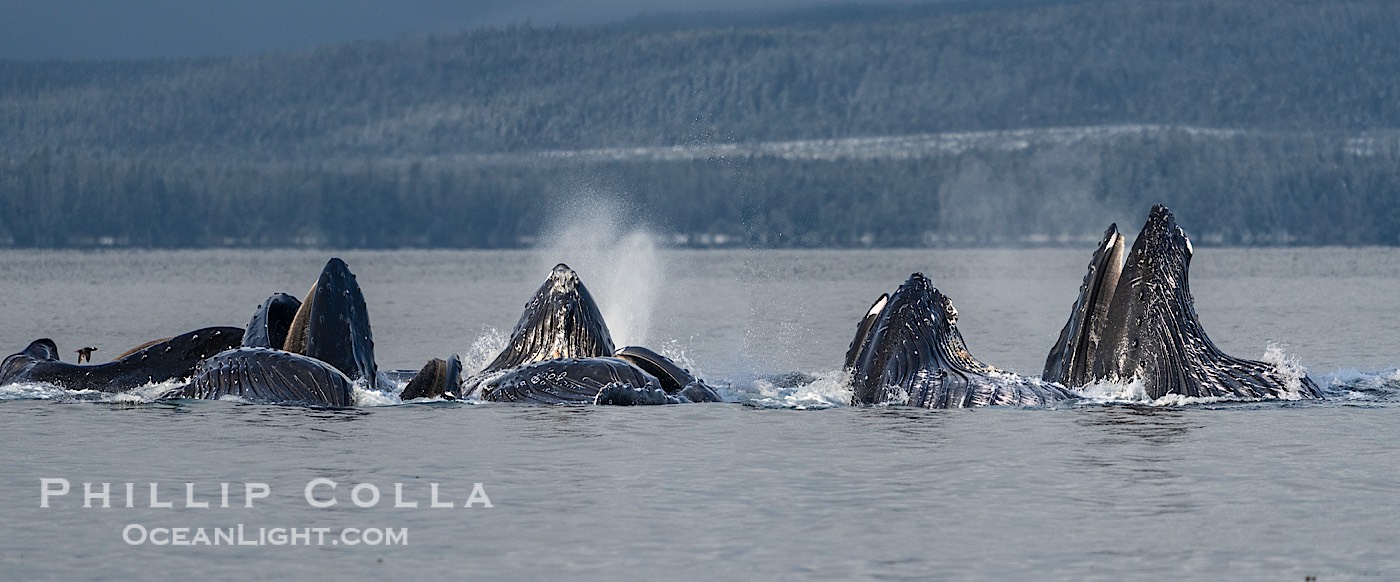 Humpback whales surface together during coordinated bubble-net feeding in Southeast Alaska. The whales use bubbles, sound, and movement to corral fish before capturing them in their open mouths., Megaptera novaeangliae, natural history stock photograph, photo id 41665